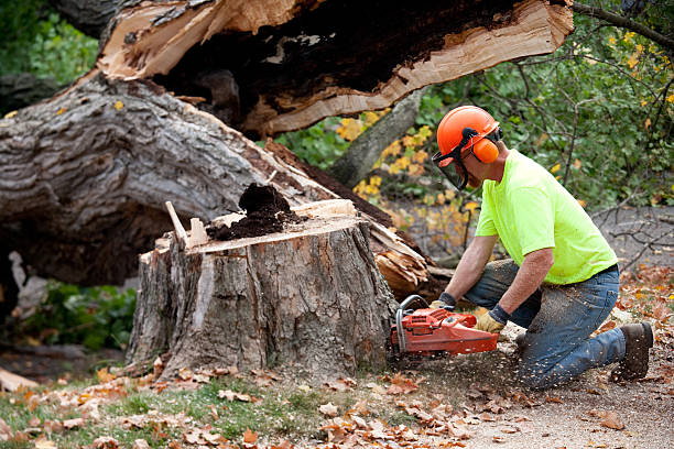 Reliable Celoron, NY Tree Removal Solutions